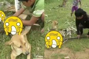 Selamatkan anjing dari lilitan ular, aksi 3 bocah ini tak terduga