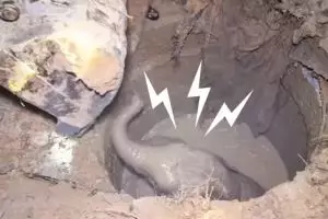 Induk gajah ini menangis saat bayinya jatuh ke sumur sedalam 3 meter
