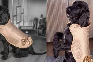 Baju anjing ini harganya Rp 1,9 miliar, ini keistimewaannya