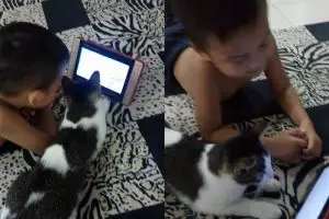 Bocah ini ajari kucing main gadget, endingnya bikin nyesek