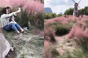 Rumput pink ini tumbuhnya 3 tahun, rusak gara-gara selfie dalam 3 hari