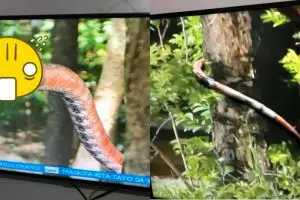 Bikin gagal paham, animasi siluman ular di sinema TV ini viral