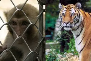 5 Tragedi di kebun binatang di Indonesia, memakan korban jiwa