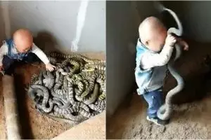 Punya ayah hobi ternak ular, kebiasaan balita ini bikin ngeri sendiri