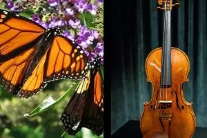 15 Foto editan perpaduan hewan dan benda ini kreatif abis