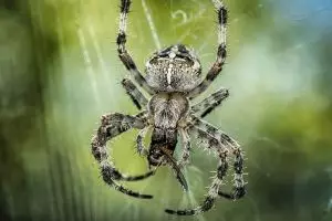 Laba-laba ini punya ukuran tak biasa, besarnya bikin bergidik