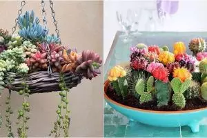 30 Inspirasi kaktus & sukulen hias terunik untuk percantik rumah
