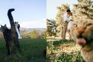 10 Aksi kucing merusak momen foto bikin emosi