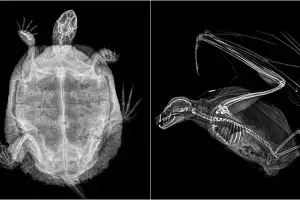 14 Foto x-ray gambarkan struktur tulang hewan, aslinya bikin takjub
