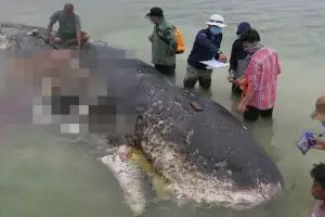 Paus sperma ditemukan mati di Wakatobi, isi perutnya sampah 5,9 kg