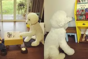 12 Foto anjing lucu temani anak kecil ini bikin gemas