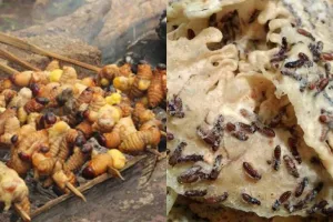 7 Camilan ekstrem dari serangga khas Indonesia, berani coba?