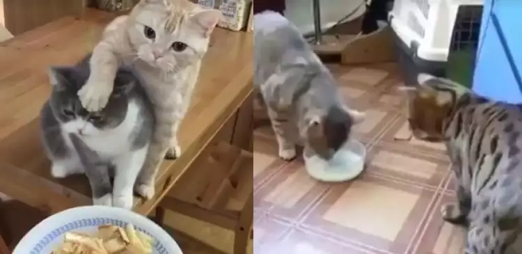 5 Video lucu aksi kucing berbagi makanan ini bikin gemes