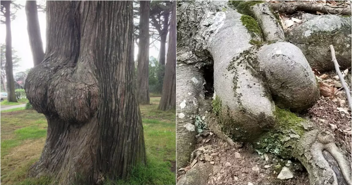 12 Pohon ini sekilas mirip tubuh, awas gagal fokus