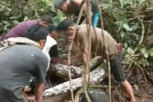 Detik-detik penangkapan ular raksasa 7 meter oleh warga, ngeri