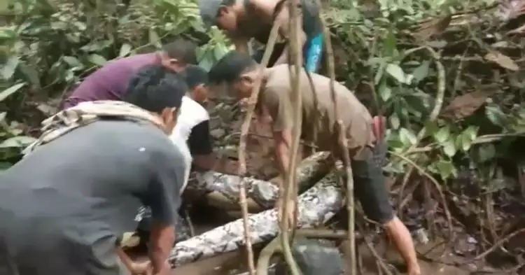 Detik-detik penangkapan ular raksasa 7 meter oleh warga, ngeri