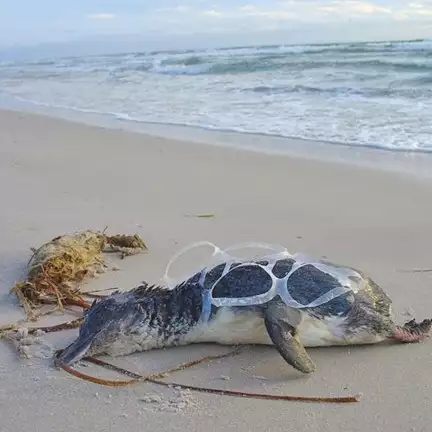 7 Kasus satwa laut makan sampah plastik paling mengenaskan