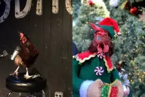 10 Foto ayam bertingkah bak manusia ini bikin gemas