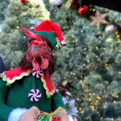 10 Foto ayam bertingkah bak manusia ini bikin gemas