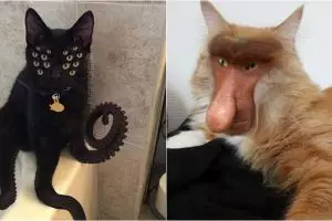 15 Foto editan gabungan berbagai hewan ini kocak banget