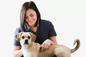 Studi ini ungkap profesi dokter hewan lebih berpotensi bunuh diri