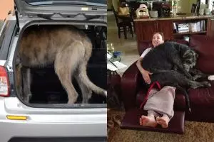 10 Aksi lucu anjing raksasa Irish Wolfhound, tak muat masuk mobil