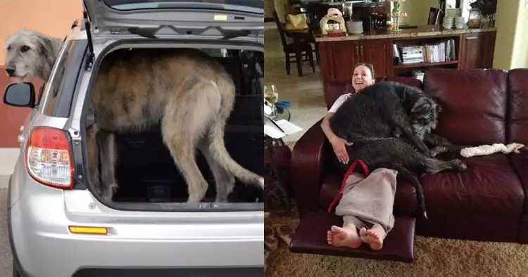 10 Aksi lucu anjing raksasa Irish Wolfhound, tak muat masuk mobil