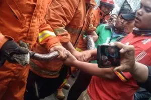 15 Sanca diamankan dari saluran air rumah warga