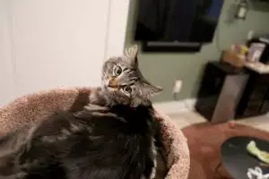 Pria ini sewa apartemen Rp 22 juta untuk ditinggali kucingnya