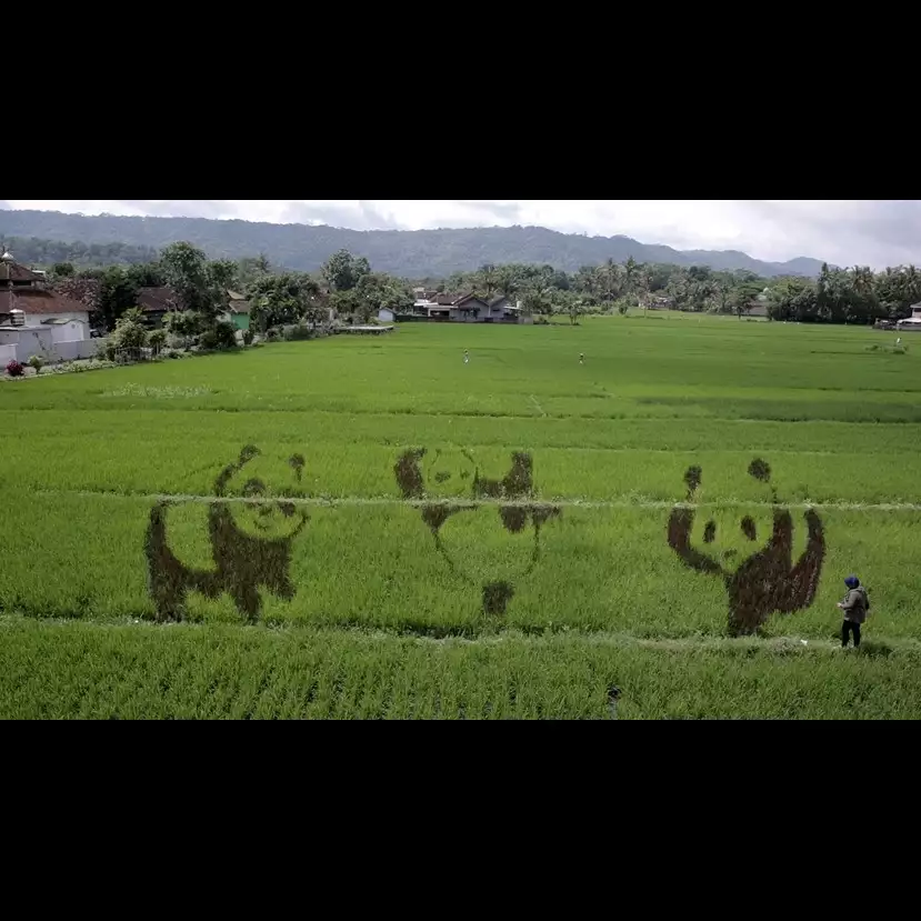Seni lukis sawah ini ada di Yogyakarta, nggak kalah kece dari Jepang