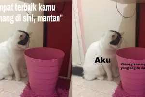 10 Meme lucu kucing menatap tong sampah ini bikin senyum sendiri