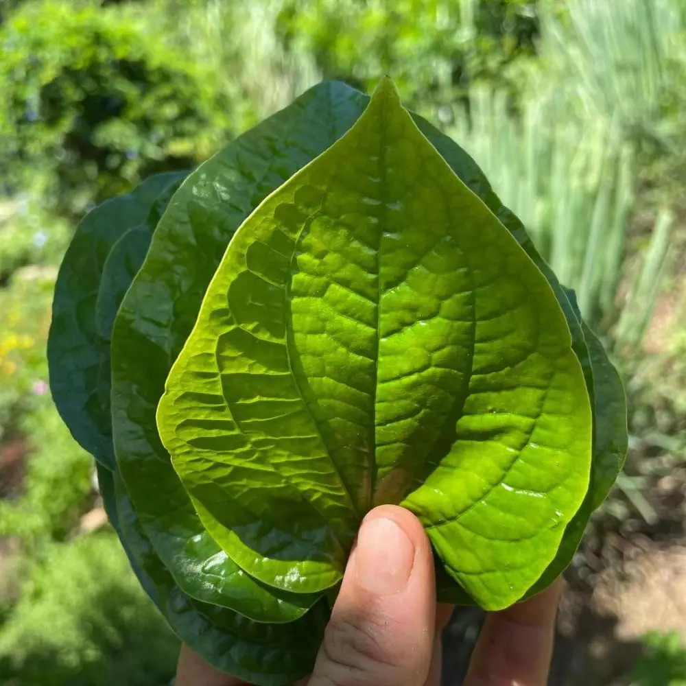 Cara menghilangkan bau mulut pexels.com