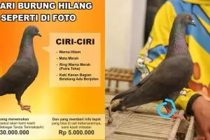 Cari burung hilang, pria ini janjikan hadiah Rp 30 juta