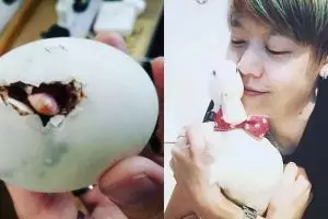 Diselamatkan dari restoran, 10 potret bebek putih ini lucu abis