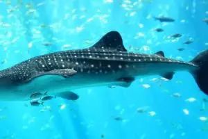 Hiu paus mati dengan perut isi plastik, ini penampakan mirisnya