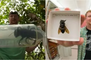 Tawon terbesar sejagat ditemukan di Indonesia