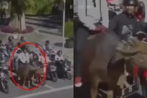 Naik kerbau di jalanan, pria ini terciduk CCTV Dishub