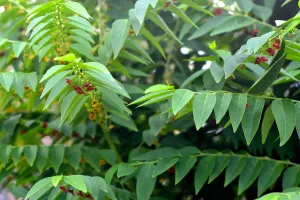 10 Manfaat daun katuk untuk kesehatan, cocok bagi wanita hamil