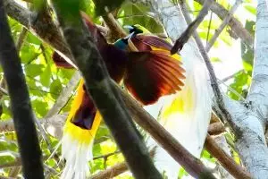 Wisata alam di Papua Barat ini suguhkan keindahan cenderawasih