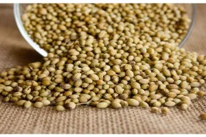 12 Manfaat ketumbar bagi kesehatan, bantu obati kanker