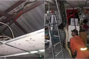 14 Potret evakuasi ular piton di atap rumah, panjangnya 6 meter