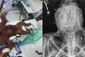 7 Potret miris kondisi orang utan di Aceh, ditembaki 74 peluru