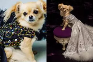 10 Gaun mewah anjing ini harganya fantastis, ada yang setara rumah