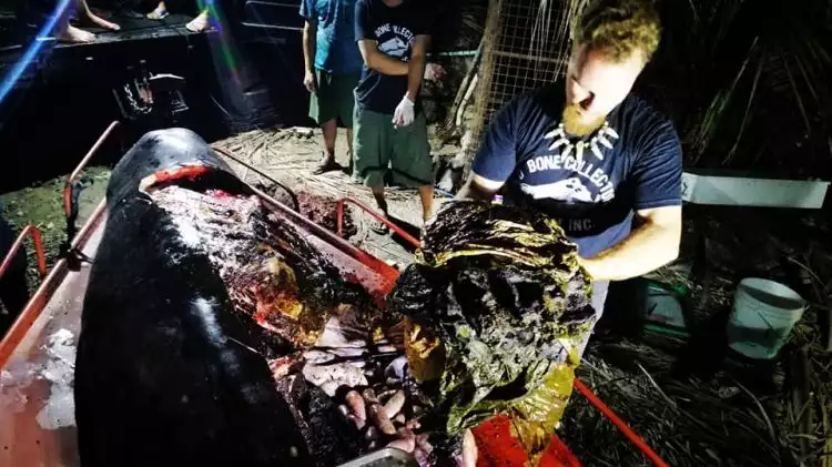 Lagi paus mati mengenaskan, di perutnya berisi 40 kg sampah