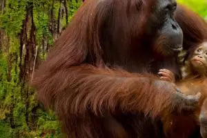 Visit the Heart of Borneo kampanyekan ekowisata di Kalimantan