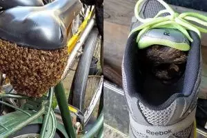 10 Potret hewan di tempat tak terduga ini bikin bergidik