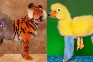 10 Potret anjing potong rambut ini kreatif abis  