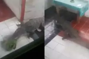 Detik-detik buaya masuk rumah warga usai banjir Sentani, ngeri