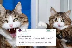 10 Cuitan lucu jawaban kenapa kucing mengeong ini kocak abis