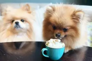 Kafe spesial cuma buat anjing, cocok untuk pecinta binatang